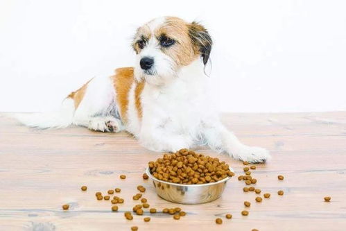 经常喂零食给狗狗,导致不爱吃狗粮,如何解决狗狗挑食 