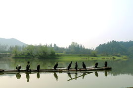 黄山 春风又绿率水岸 