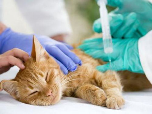 小猫经常呕吐,多半是因铲屎官喂养方式不正确,导致猫咪肠胃出现疾病