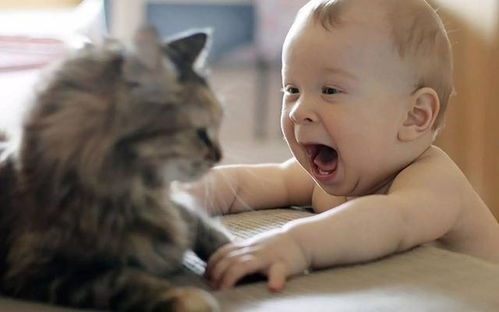 孕期养猫容易感染 弓形虫 关于宠物对孩子的这些危害,可信吗