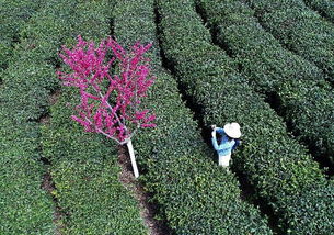 陕西紫阳县 半亩茶园 的茶产业升级之路 