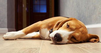 狗狗睡姿也有大含义 出现这4种睡姿,说明狗狗并不信任你
