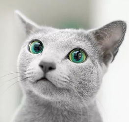 绿宝石之眼,网友的俄罗斯蓝猫,眼睛美得看一眼就爱上 