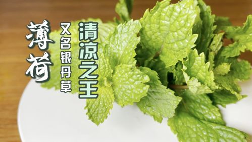 健康 薄荷泡茶能治感冒,你用对了吗