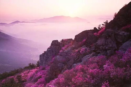 韩国的绝佳赏花胜地 