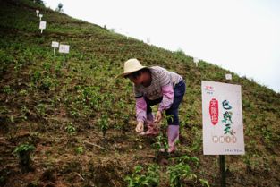 无限极（中国）有限公司中草药种植基地有多少亩