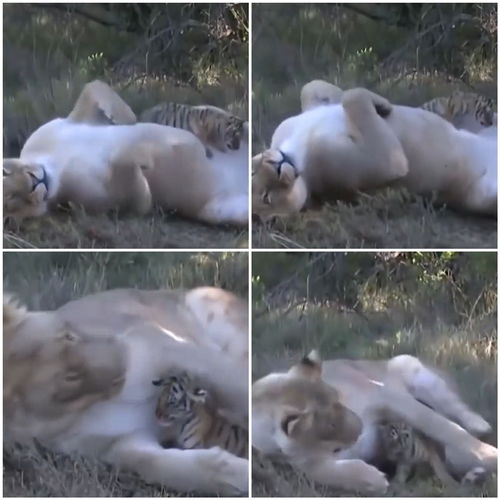 母虎为保幼虎惨遭公虎锁喉,狮子发现幼虎并没伤害,还把它当儿养