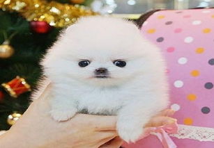 图 博美幼犬 包纯种健康小体型茶杯犬 假一赔十 上海宠物狗 