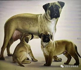 专业为狗狗画画的大师,中国画狗第一人 马光先生