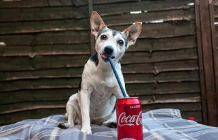 狗狗痴迷可乐每天必喝 16颗牙掉了12颗