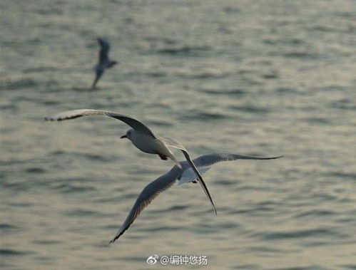 青岛海鸥即将迁徙 迎春光练飞场面震撼 