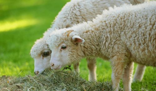 天上神羊,羊中之羊 属羊人,百年一遇的 三囍临门 ,就在8月5号,点开就接三 囍 生活 