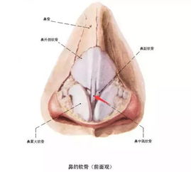 取耳软骨 鼻中隔软骨 肋软骨隆鼻的区别到底在哪 影响健康吗 