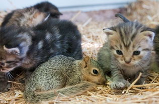 小松鼠获猫妈收养 与小猫互相依靠如家人 