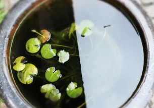 水缸里如何种植莲藕,大水缸里荷花藕多久能发芽