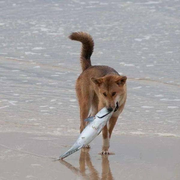 狗可以吃虾吗,狗可以吃虾吗 煮熟的