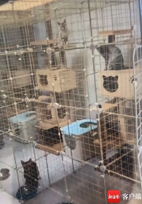 住宅变 养猫场 海口海景湾花园小区有人租房养猫扰民遭投诉 