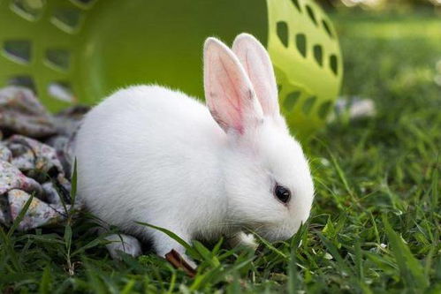 兔子外伤消炎药,兔子受了外伤可以用什么药