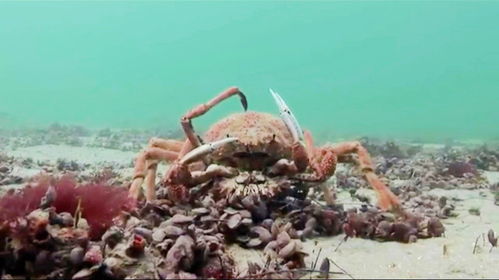 帝王蟹被攻击,被吃的只剩下一堆外壳