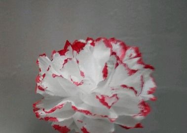 如何用纸巾做玫瑰花和康乃馨(怎么用纸巾做康乃馨?)