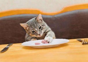 养猫经验 猫罐头干粮混吃,猫一天吃干粮一天吃罐头