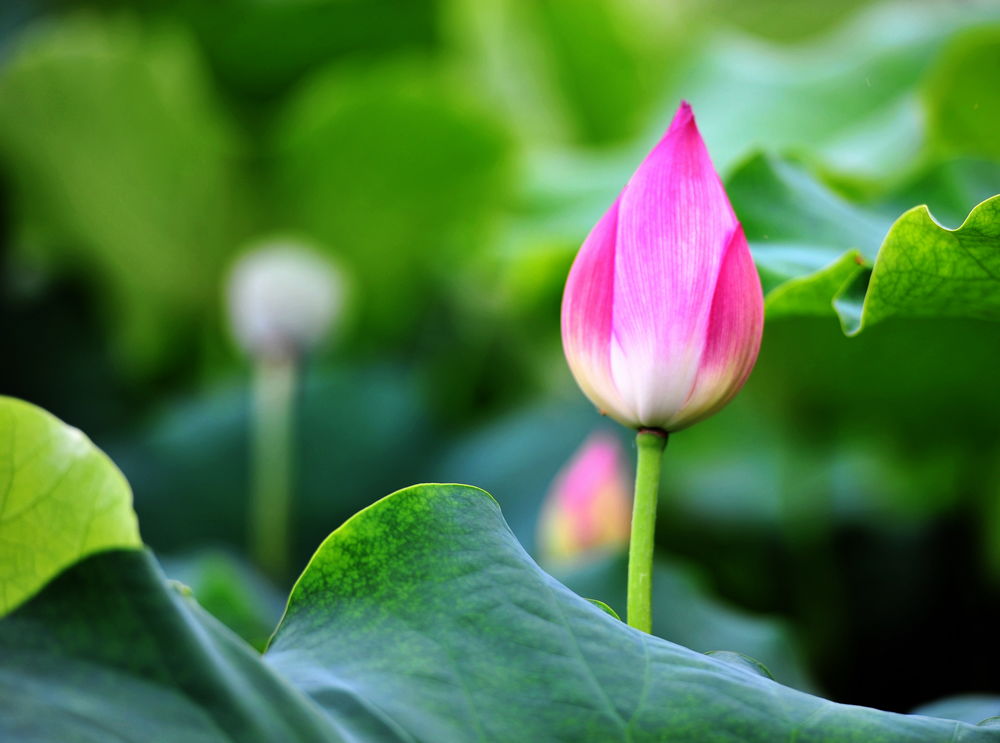 【荷花】-人文纪实论坛-ZOL中关村在线