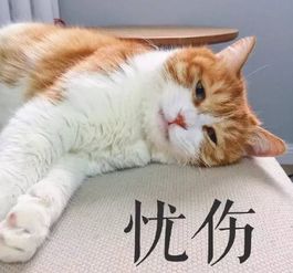 共享猫咪表情包高清完整版