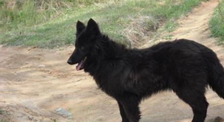 冀中黑熊犬,我国特有的犬种,看看吧