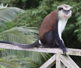 非洲趣闻 加纳最知名的猴子保护区