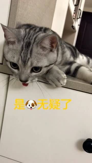 猫咪累坏了,喘不过气来,舌头都伸出来了 