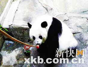 <a href='http://sz.ptotour.com/around/cs/shenzhen/'  target='_blank'>深圳</a>野生动物园回应熊猫被虐传闻 称生活很幸福 