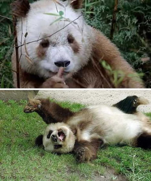 陕西野生动物研究中心发现棕色大熊猫 