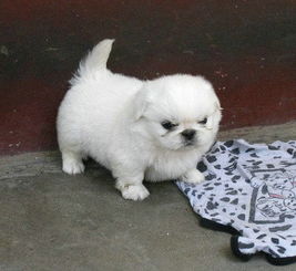 图 京巴多少钱一只 哪里有卖京巴幼犬的 成都宠物狗 
