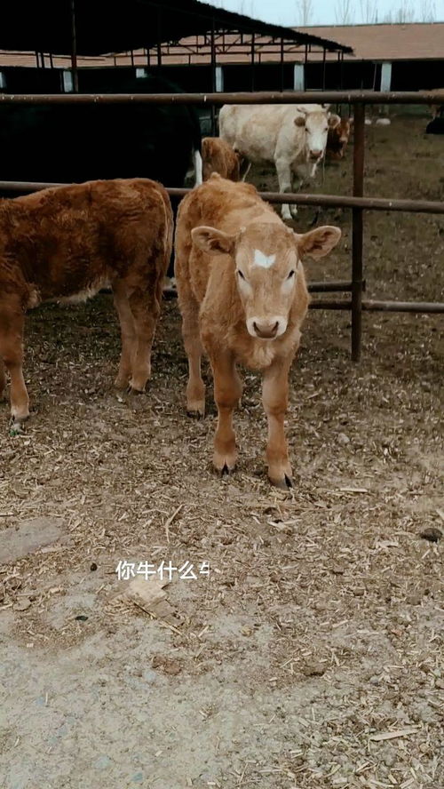 含有虎的励志句  初生牛犊不怕虎是什么意思？