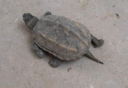 乌龟的生活习性 乌龟脱壳是极为罕见的现象