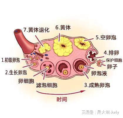 女性黄体破裂危害大 夫妻生活不是打仗,别猛攻