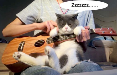 猫咪化身为文艺青年,非要主人教它谈吉他,结果刚上手就睡死了