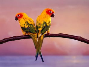 世界上寿命最长的鸟是什么鸟,价值百万的会说话的亚马逊鹦鹉