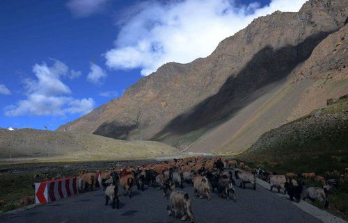 哪些人不适宜去西藏旅游(什么人不适合去西藏旅游)