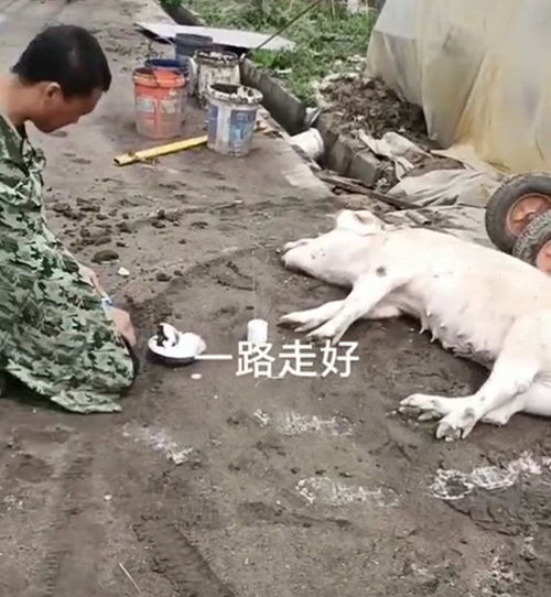 黑龙江一猪崽跪地求饶,小伙无奈磕头回跪,将其一棒打死