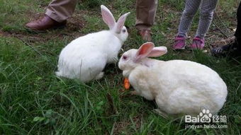 兔子怎么养它会和你熟 