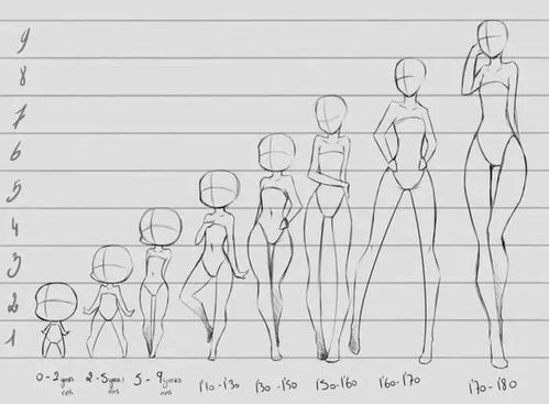 人的身高和体形的比例是如何的？