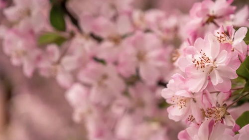 樱花有香味吗香味是什么味道的,樱花有香味吗香味是什么味道的