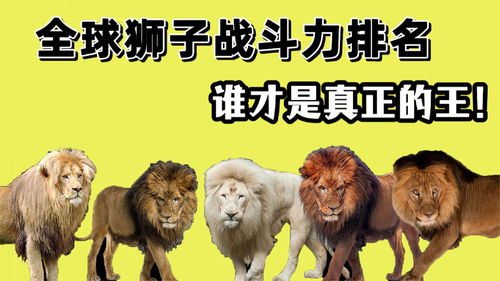 8种最强狮子排名,你以为老虎真的可以干得过所有狮子吗 