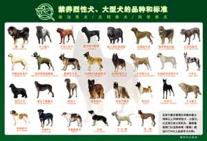 南京养犬条例下月施行 重点片区禁养30种狗 