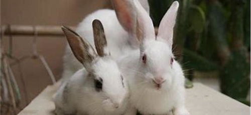 通常情况下兔子的尾巴有多长