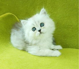 图 猫舍繁殖出售金吉拉可送货签协议公母都有多窝 成都宠物猫 