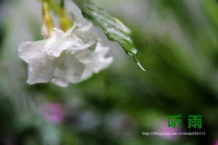 闲看花落,静听风过,三维丝等你来