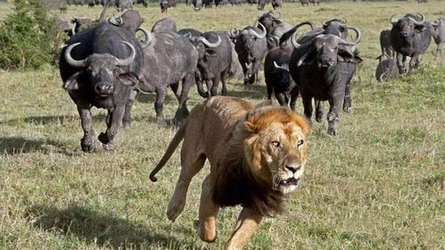 狮群偷袭小野牛,不料遭野牛疯狂反击 用牛角狂顶狮子