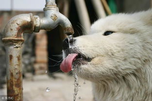 水是生命之源,狗狗不喝水的6大原因 